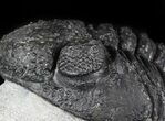 Drotops Trilobite On Pedestal of Limestone #45607-5